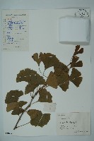 銀杏藏品圖，第1張