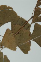 銀杏藏品圖，第3張