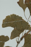 銀杏藏品圖，第4張