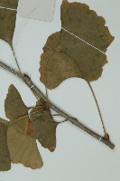 銀杏藏品圖，第5張