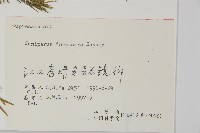 刺柏藏品圖，第2張