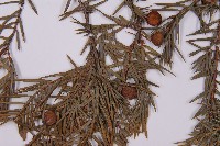 刺柏藏品圖，第3張