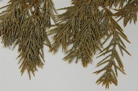 刺柏藏品圖，第4張