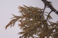 刺柏藏品圖，第5張