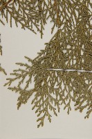 側柏藏品圖，第3張