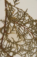 側柏藏品圖，第4張