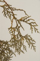 側柏藏品圖，第5張