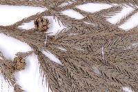 柳杉藏品圖，第3張