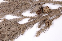 柳杉藏品圖，第4張