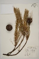 臺灣二葉松藏品圖，第1張