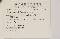 臺灣二葉松藏品圖，第2張