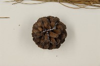 臺灣二葉松藏品圖，第3張