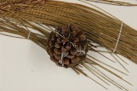 臺灣二葉松藏品圖，第4張