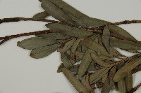 蘭嶼羅漢松藏品圖，第4張