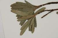 蘭嶼羅漢松藏品圖，第5張