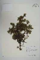 刺柏藏品圖，第1張