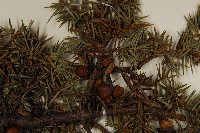 刺柏藏品圖，第3張