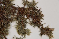 刺柏藏品圖，第4張