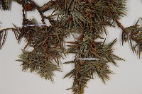 刺柏藏品圖，第5張