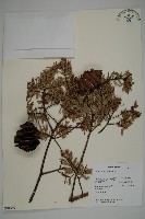 臺灣黃杉藏品圖，第1張