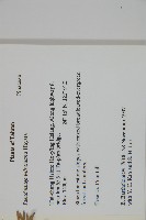 臺灣黃杉藏品圖，第2張