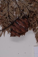 臺灣黃杉藏品圖，第4張