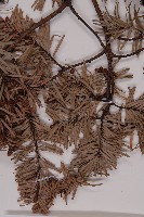 臺灣黃杉藏品圖，第5張