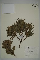 蘭嶼羅漢松藏品圖，第1張