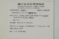 蘭嶼羅漢松藏品圖，第2張