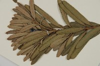 蘭嶼羅漢松藏品圖，第3張