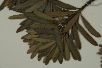 蘭嶼羅漢松藏品圖，第4張