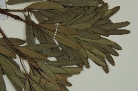 蘭嶼羅漢松藏品圖，第5張