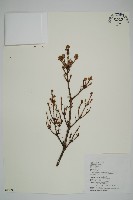 臺灣鐵杉藏品圖，第1張