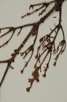 臺灣鐵杉藏品圖，第3張