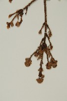 臺灣鐵杉藏品圖，第4張