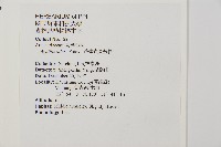 菲律賓貝殼杉藏品圖，第2張