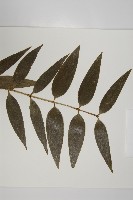 菲律賓貝殼杉藏品圖，第3張