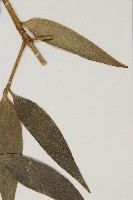 菲律賓貝殼杉藏品圖，第5張