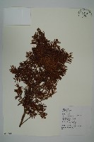 臺灣紅豆杉、紫杉、南方紅豆杉藏品圖，第1張