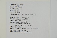 臺灣紅豆杉、紫杉、南方紅豆杉藏品圖，第2張