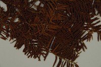 臺灣紅豆杉、紫杉、南方紅豆杉藏品圖，第3張