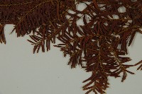 臺灣紅豆杉、紫杉、南方紅豆杉藏品圖，第4張