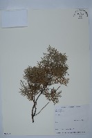 側柏藏品圖，第1張