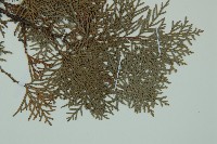 側柏藏品圖，第3張