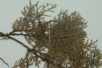 側柏藏品圖，第4張