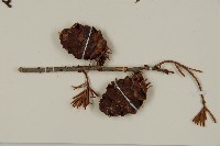 臺灣黃杉藏品圖，第3張