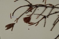 臺灣黃杉藏品圖，第4張