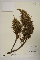 香青藏品圖，第1張