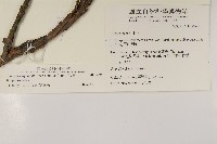 香青藏品圖，第2張