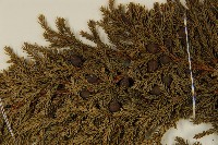 香青藏品圖，第3張